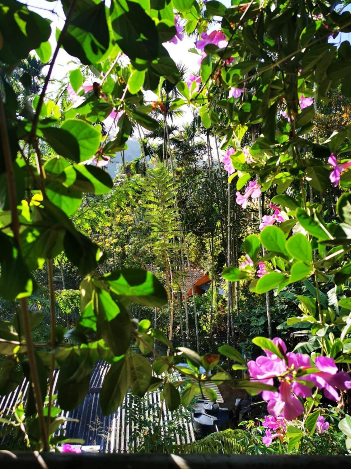 Cozy Homestay Waterfall Road Ella Εξωτερικό φωτογραφία
